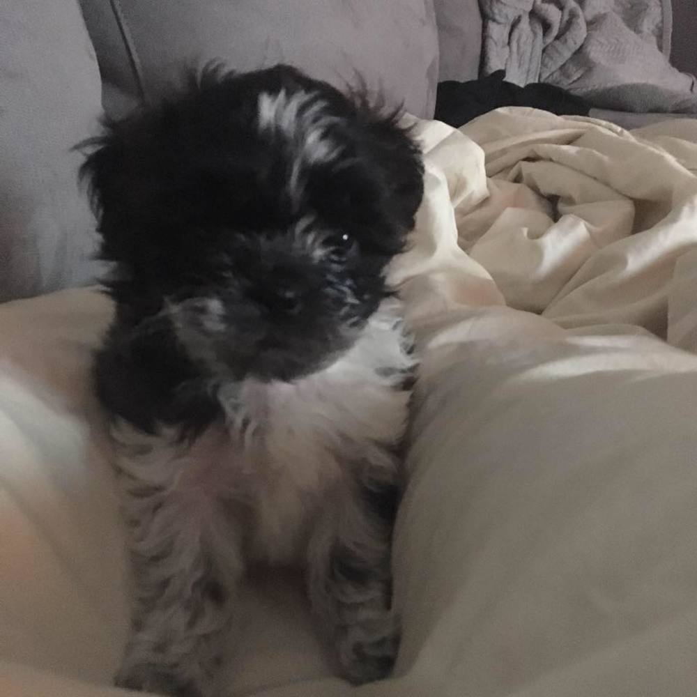 Meet your Posher, Missy